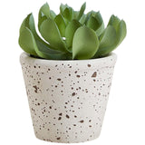 M&S Moss & Sweetpea Artificial Succulent in Ceramic Pot