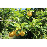 Weleda Citrus Refreshing Body Lotion Vegan 200ml GOODS M&S