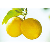 Weleda Citrus Refreshing Body Lotion Vegan 200ml GOODS M&S