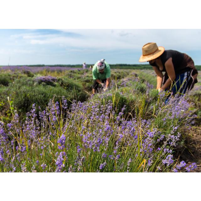 Weleda Natural Lavender Relaxing Body Oil Vegan 100ml GOODS M&S