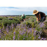 Weleda Natural Lavender Relaxing Body Oil Vegan 100ml GOODS M&S