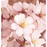 Weleda Natural Almond Sensitive Skin Body Wash Vegan   200ml GOODS M&S