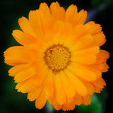 Weleda Calendula Cuts & Grazes Spray Vegan 20ml GOODS M&S