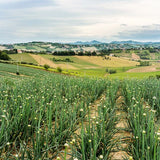 Lemon Fresh Picnic Dinner Plate