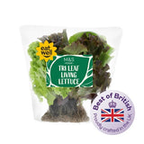 MS Tri Leaf Living Lettuce