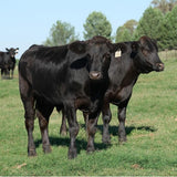 Jacks Creek Australian Wagyu Sirloin Steak