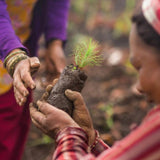 Pukka Organic Peppermint Licorice Mint Tea x20 Compostable Tea Bags