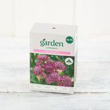 Sainsburys Garden Astrantia x1
