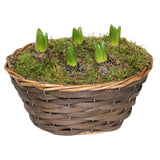 Sainsburys Hyacinth Basket