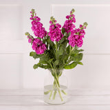 Stocks GOODS Sainsburys