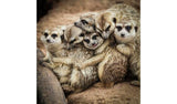 Activity Superstore Meet The Meerkats For 2 Gift Experience - McGrocer