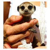 Activity Superstore Meet the Meerkats, Servals and Lemurs at Hoo Farm for Two - McGrocer