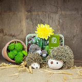 Apples To Pears Gift In A Tin Sew Me Up Hedgehog & Hoglet - McGrocer