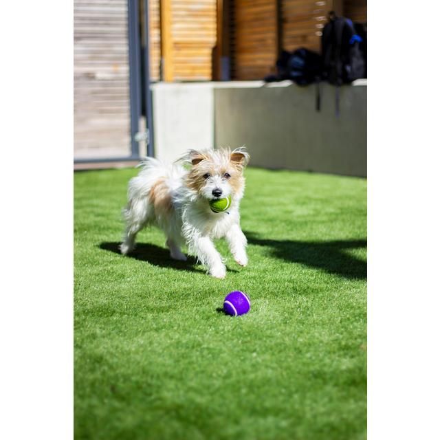 Battersea Tennis Balls - McGrocer