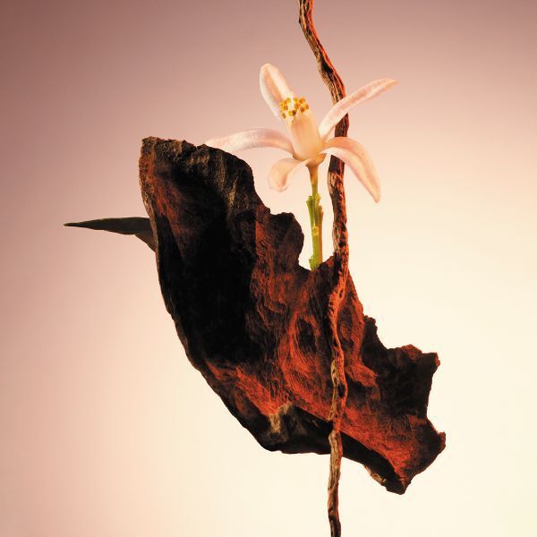 BOSS The Scent Le Parfum for Her Eau de Parfum 30ml - McGrocer