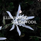 Cetaphil Brightening Night Cream Niacinamide 50G