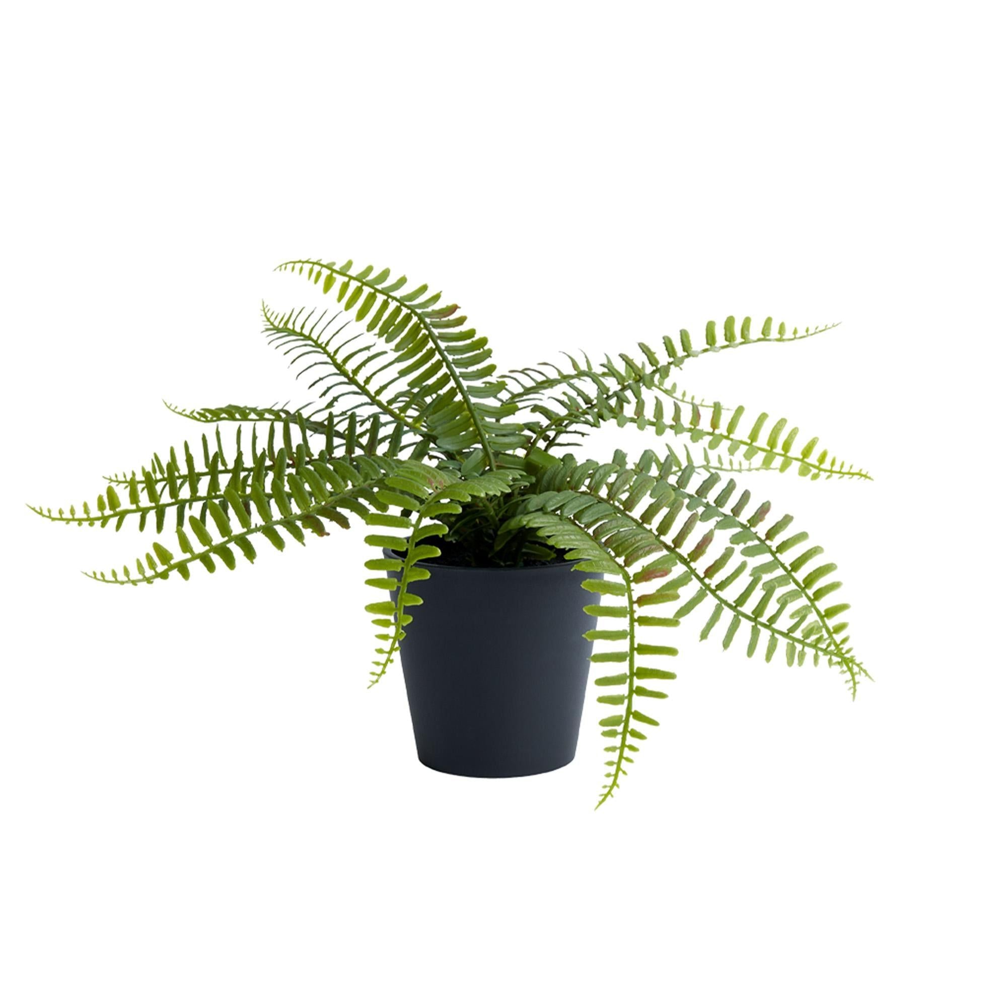 Habitat Medium Plant Fern