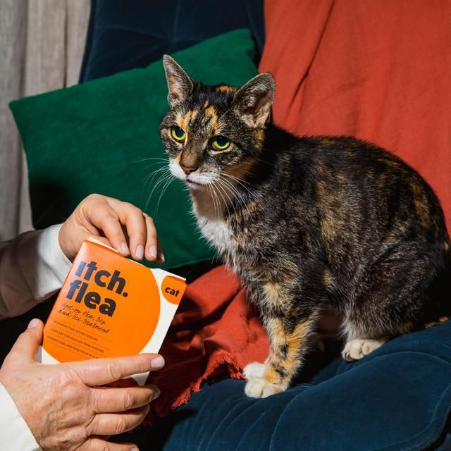 Itch Flea Cat Spot-On Flea & Tick treatment (1kg+)