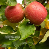 Little Freddie Pink Lady Apples Organic Pouch 6 mths+ 70g