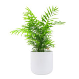 Hello Houseplants Kentia Palm | Pot Size: 17cm-Pot Excluded