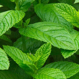 OGX Refreshing Scalp+ Teatree Mint Extra Strength Conditioner 385ml