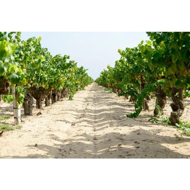 Pink Flamingo Organic Camargue Rose 75cl