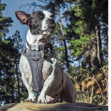 Red Dingo Cool Grey Padded Dog Harness