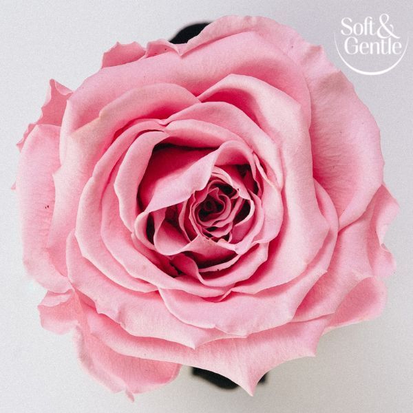 Soft & Gentle Aerosol Fresh Blossom 250Ml