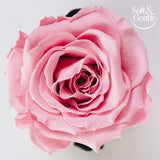 Soft & Gentle Aerosol Fresh Blossom 250Ml