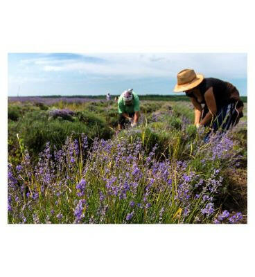 Weleda Lavender Bath Milk Vegan 200ml Make Up & Beauty Accessories Boots