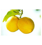 Weleda Citrus Refreshing Body Oil 100ml Make Up & Beauty Accessories Boots