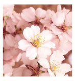 Weleda Almond Sensitive Creamy Bodywash 200ml Make Up & Beauty Accessories Boots