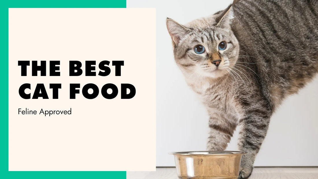 Cat Food Brands for Picky Eaters 
