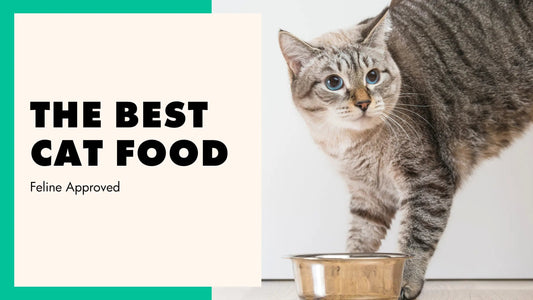 Cat Food Brands for Picky Eaters 