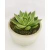 Sainsburys Succulent in Stone Pot
