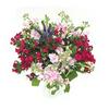 Sainsburys Scented Garden Posy Bouquet Colour may vary