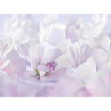 Weleda Baby White Mallow Nappy Cream    50ml GOODS M&S   