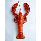 Royal Star Cooked Canadian Lobster