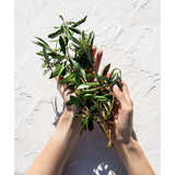 Korres Natural Pure Greek Olive  Olive Blossom Soap Vegan