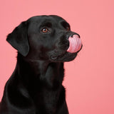 Marleybones Wet Dog Food - Beef  Superfoods