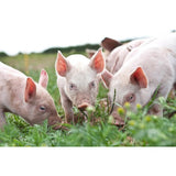 Packington Free Range Pork Belly Slices