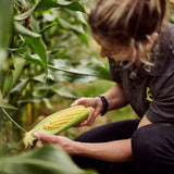 Freshlock Corn On The Cob - 2 Cobs