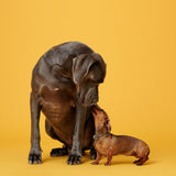 Marleybones Wet Dog Food - Chicken  Superfoods