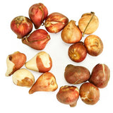 M&S TULIP COLLECTION