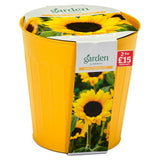 Sainsburys Sunflower Bucket