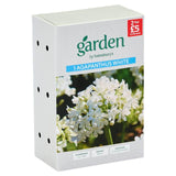 Sainsburys Agapanthus Polar Ice