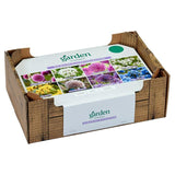 Sainsburys Allium Collection