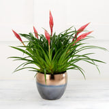 Habitat Luxury Autumn Bromeliad Plant