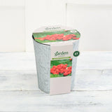 Sainsburys Garden Alpine Strawberry