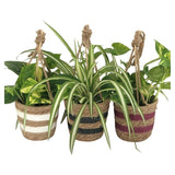 Green Plant in Hanging Basket 13cm